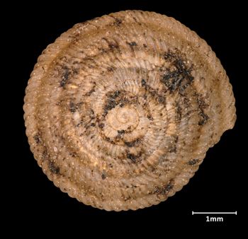 Media type: image;   Malacology 17237 Aspect: apical